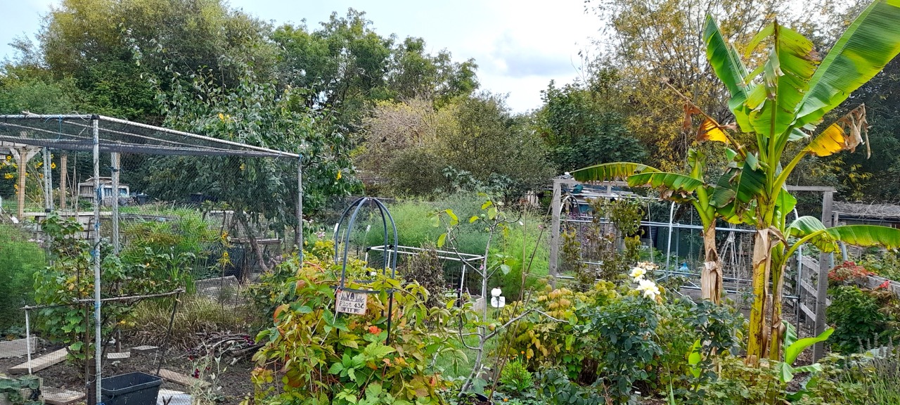 Plot winner allotment