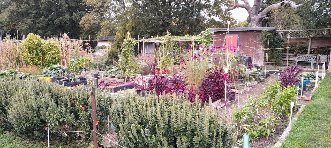 Croydon Amenity Competition 2026 and Our Top Plots